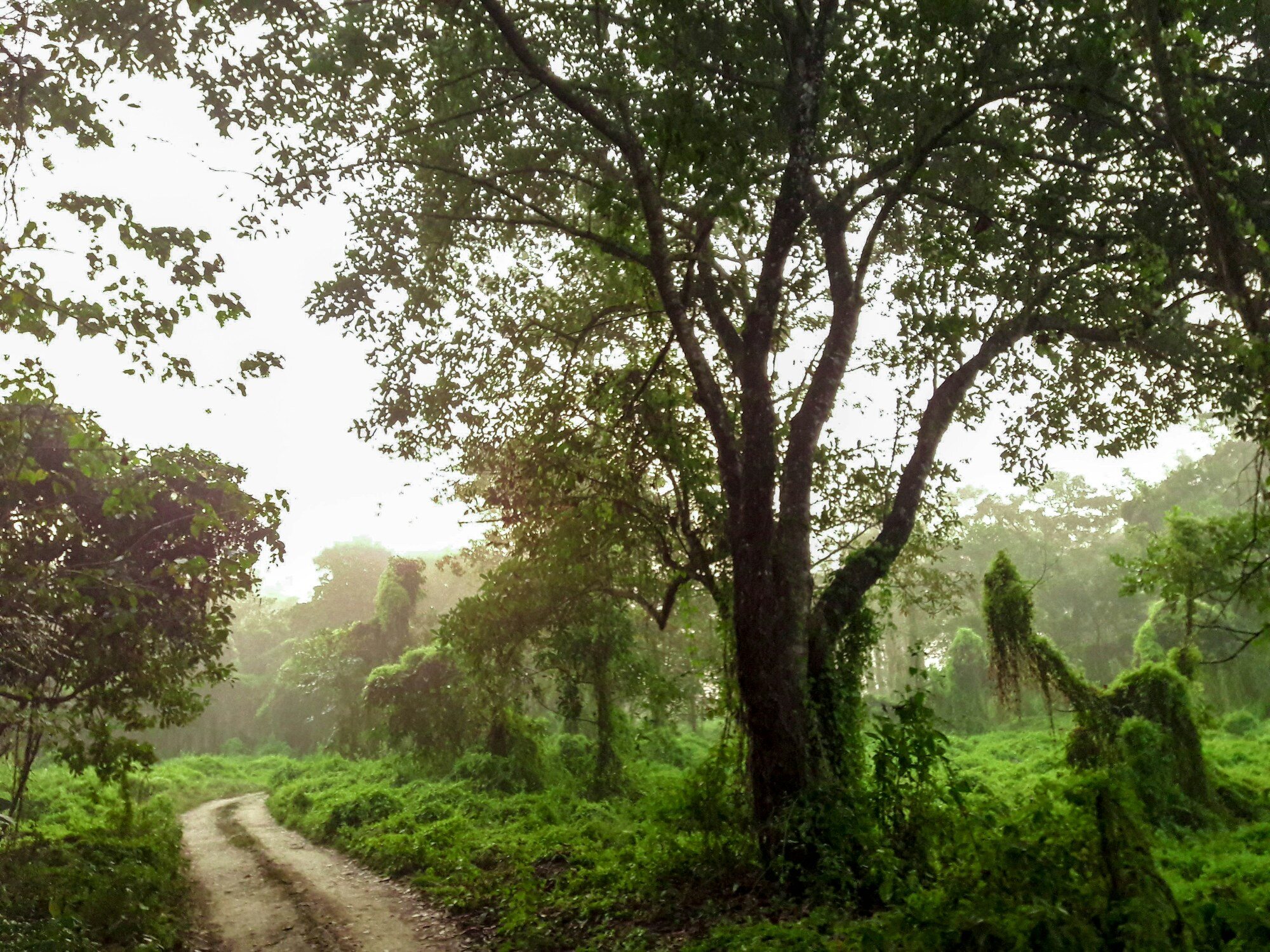 Forest landscape inside Chitwan National Park, Nepal