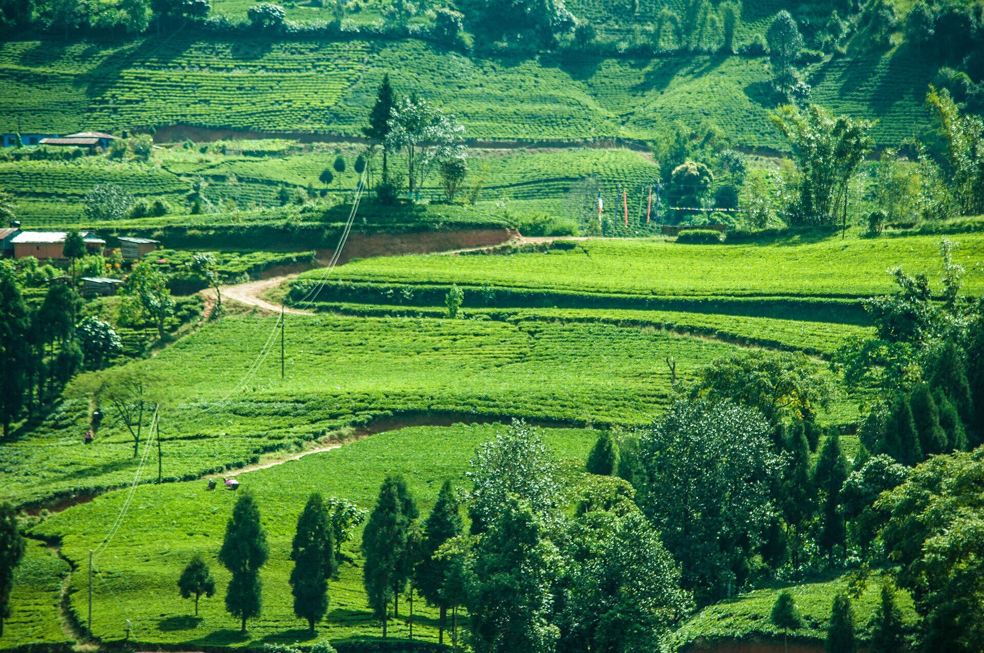 Ilam & Kanyam landscape context